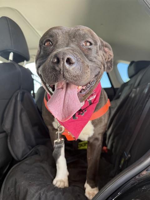 SHADOW, Adoptable, Adult Female Pit Bull Terrier & Mixed Breed.