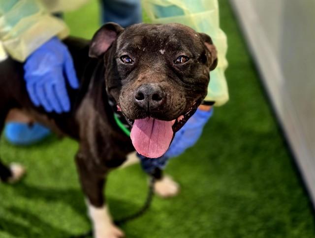 Enlarge SHADOW, a Adoptable mixed breed in Phoenix, AZ image 1/1