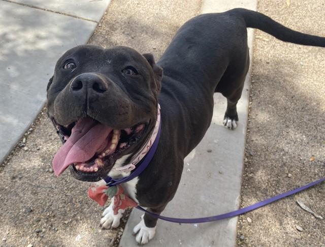 SHADOW, Adoptable, Adult Female Pit Bull Terrier & Mixed Breed.