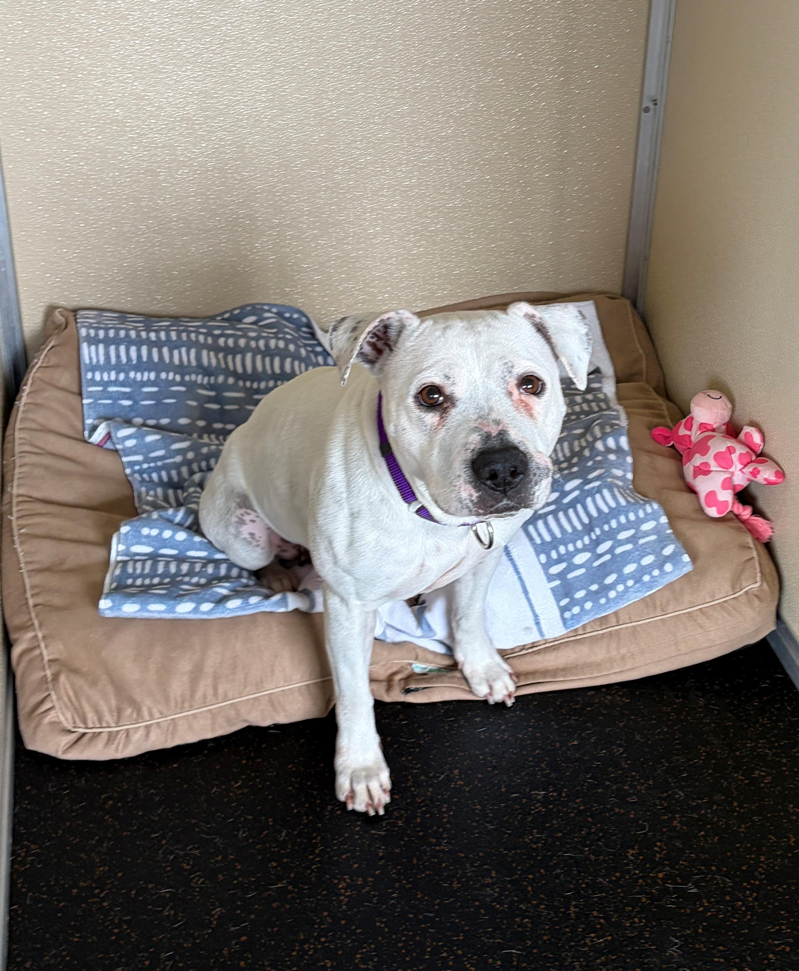 Enlarge Delaney, a ADOPTABLE mixed breed in Aurora, IL image 1/2