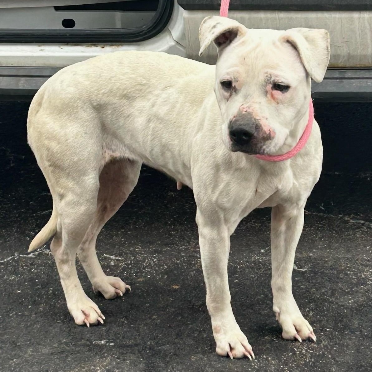 Enlarge Delaney, a ADOPTABLE mixed breed in Aurora, IL image 2/2