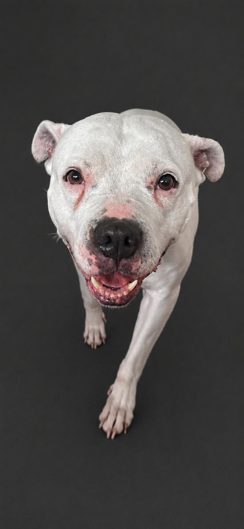 Delaney, a ADOPTABLE mixed breed in Aurora, IL image 1/4