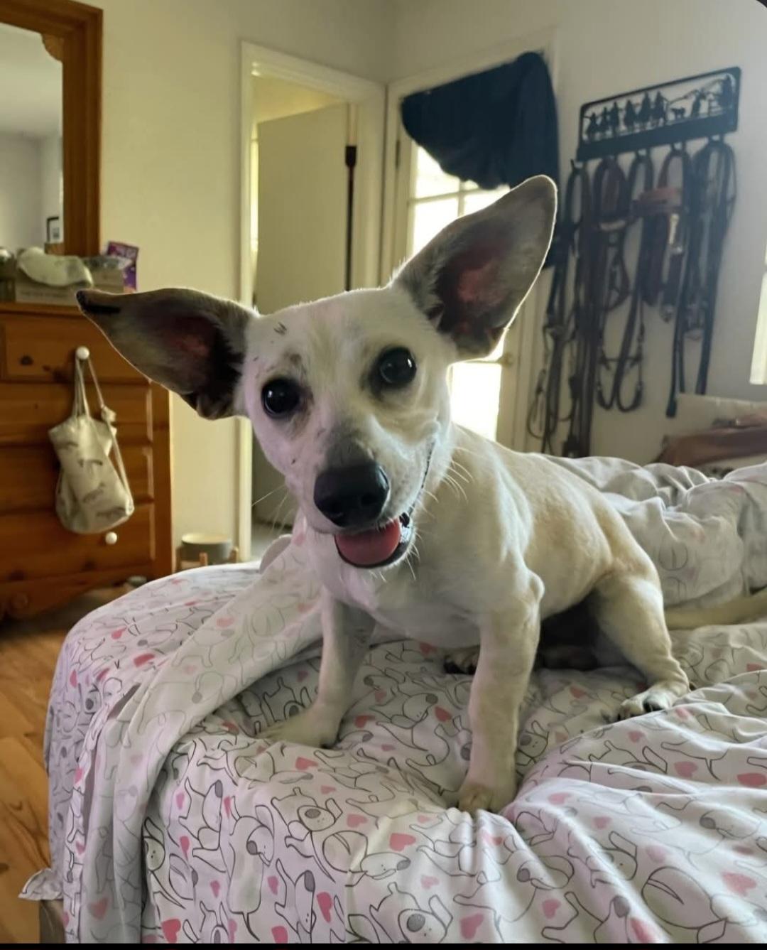 Peanut, ADOPTABLE, Adult Male Chihuahua.