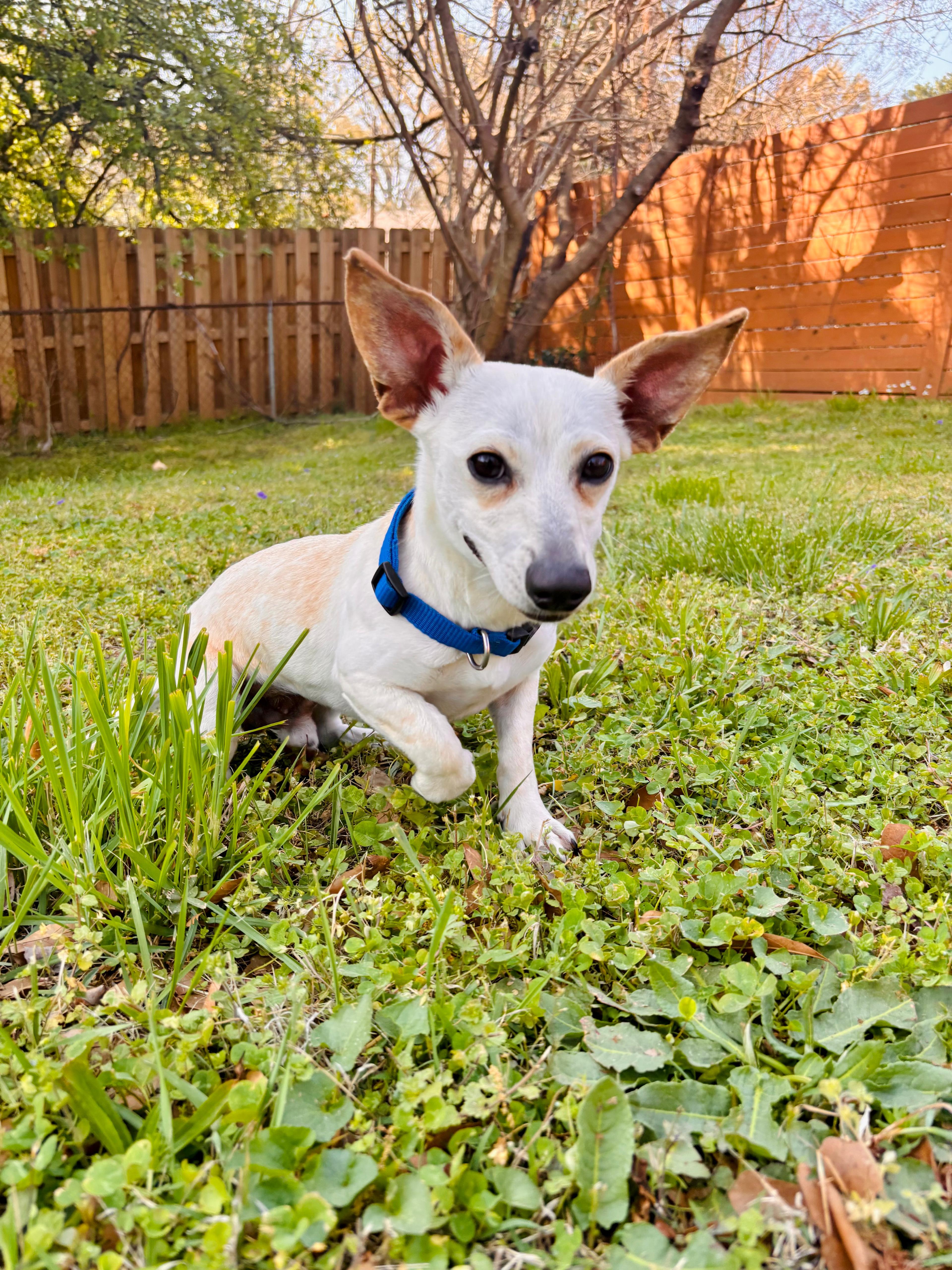 Enlarge Peanut, a ADOPTABLE Chihuahua in Greenville, SC image 4/6