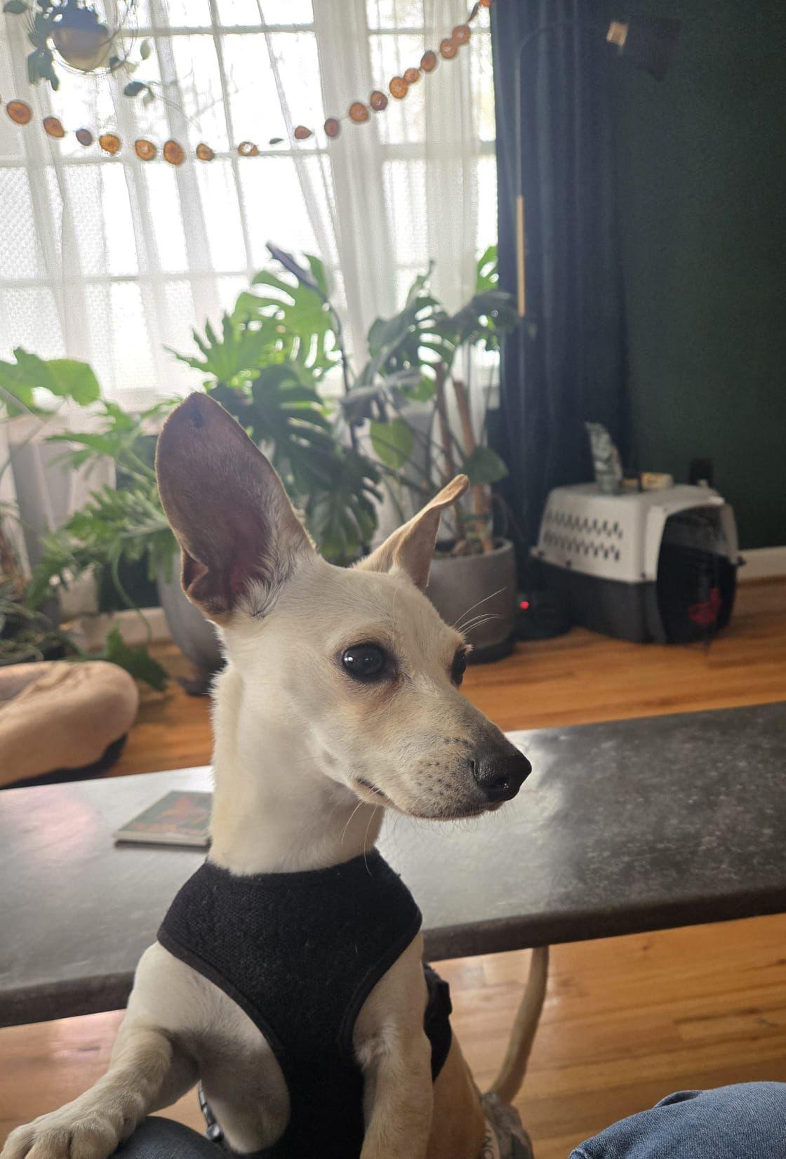 Enlarge Peanut, a ADOPTABLE Chihuahua in Greenville, SC image 6/6