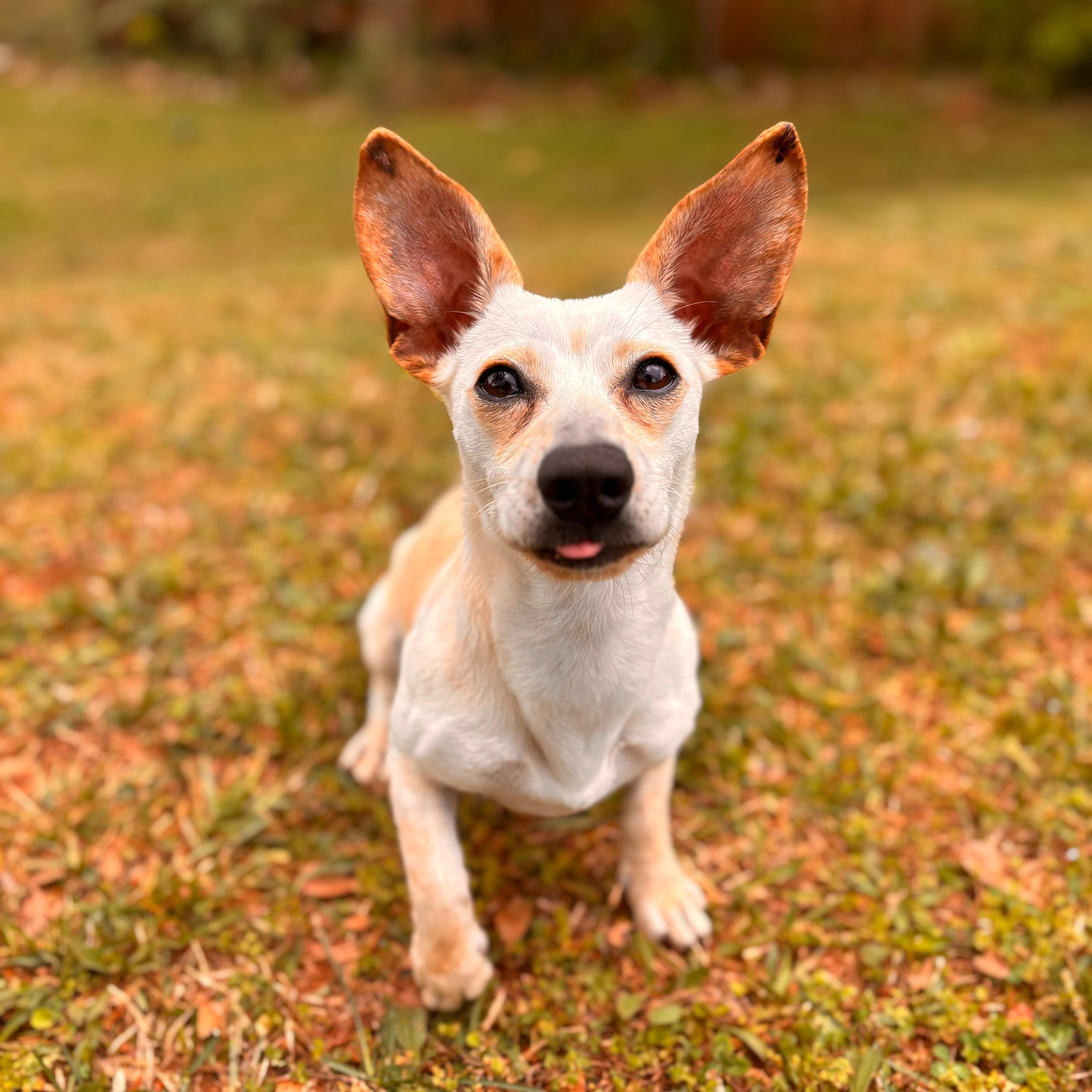 Enlarge Peanut, an adopted Chihuahua in Greenville, SC image 6/6