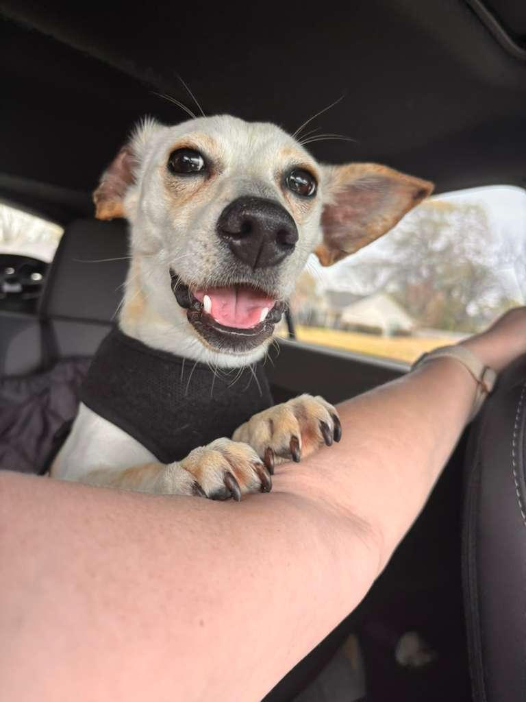 Enlarge Peanut, a ADOPTABLE Chihuahua in Greenville, SC image 2/6