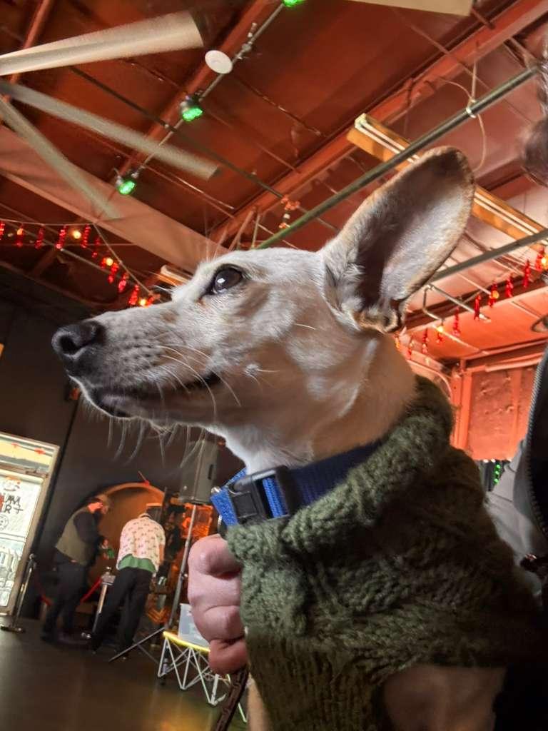 Enlarge Peanut, a ADOPTABLE Chihuahua in Greenville, SC image 5/6