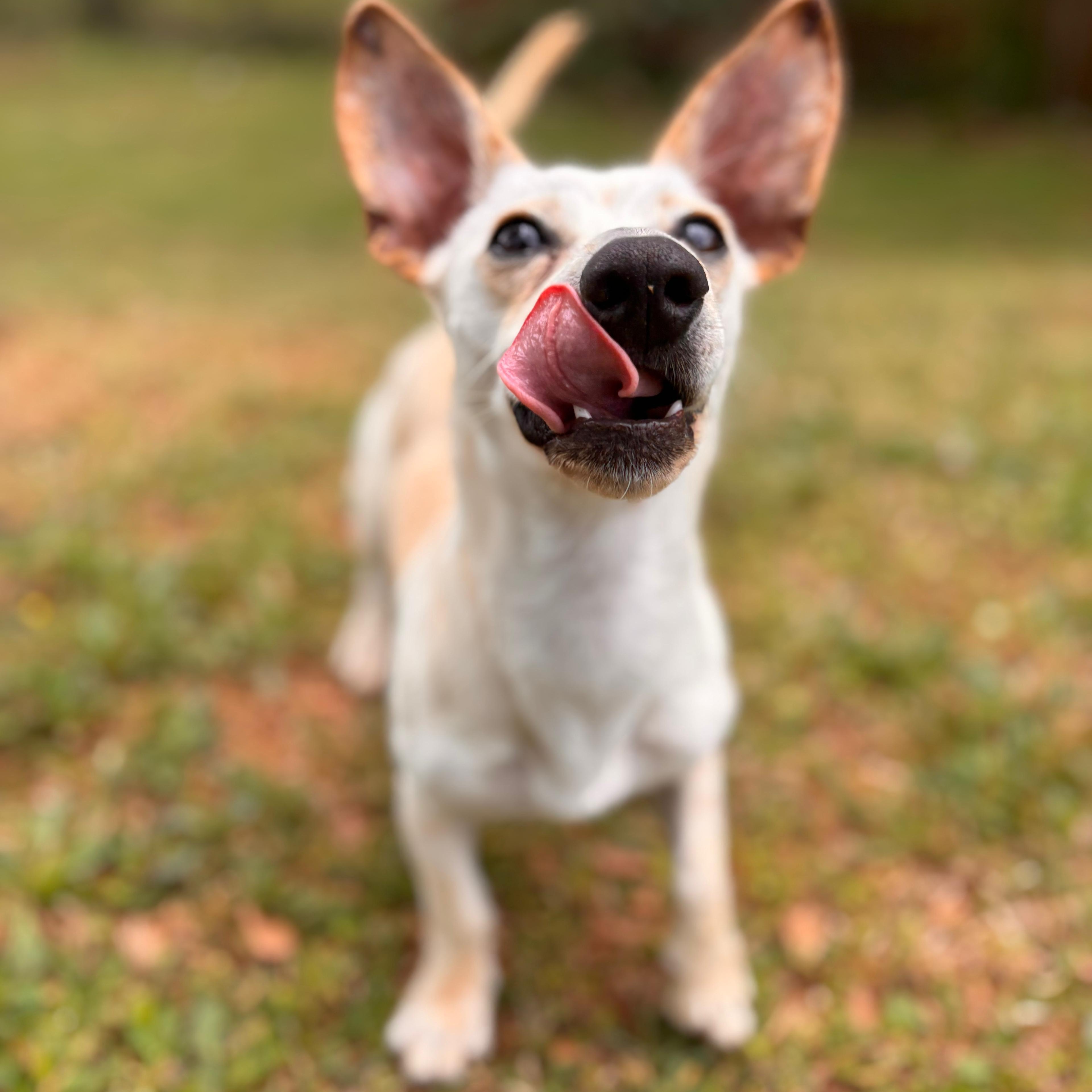 Peanut, adopted, Adult Male Chihuahua.