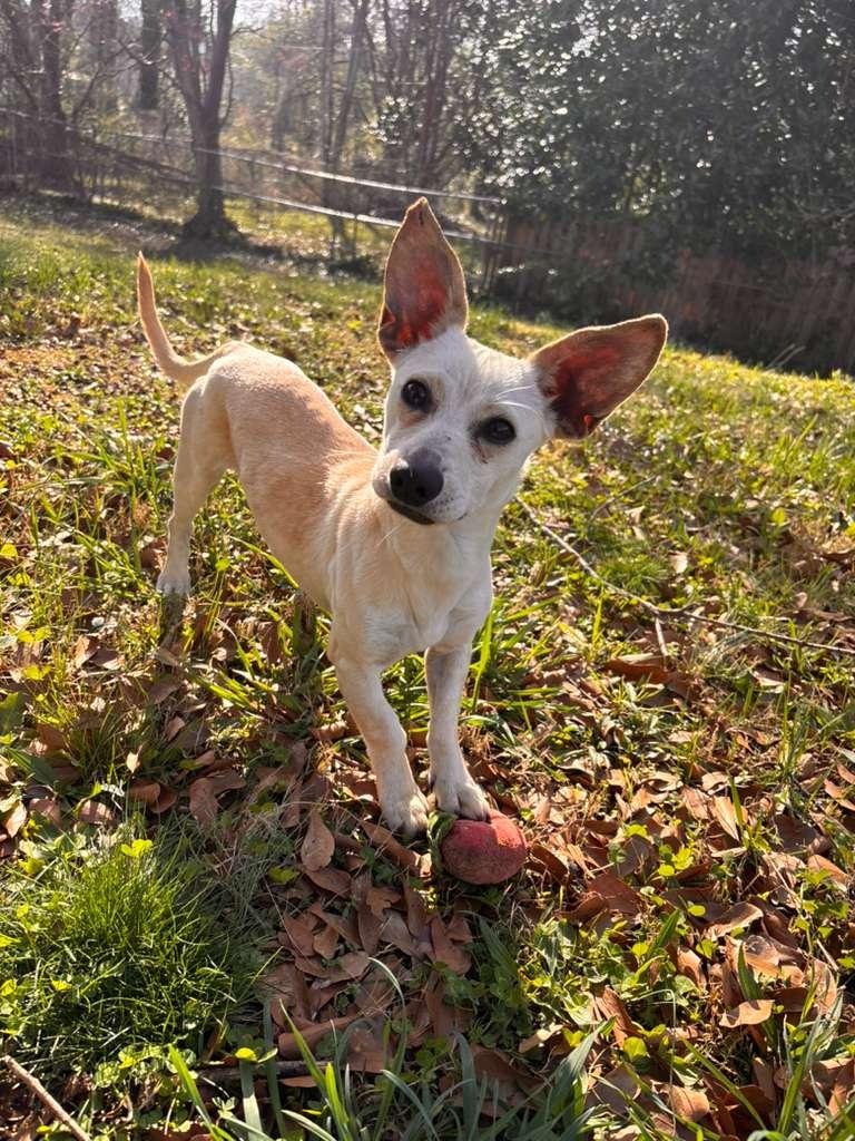 Enlarge Peanut, a ADOPTABLE Chihuahua in Greenville, SC image 3/6
