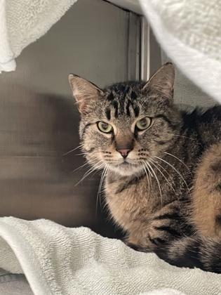 Roméo, Adoptable, Young Male Domestic Short Hair & Domestic Short Hair.