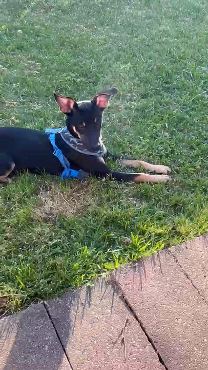 Enlarge Jasper, a Adoptable mixed breed in Washington, PA video 2/4