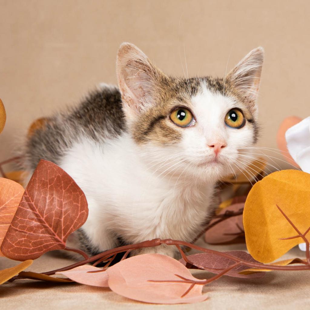 Rumi, Adoptable, Adult Female Domestic Short Hair.