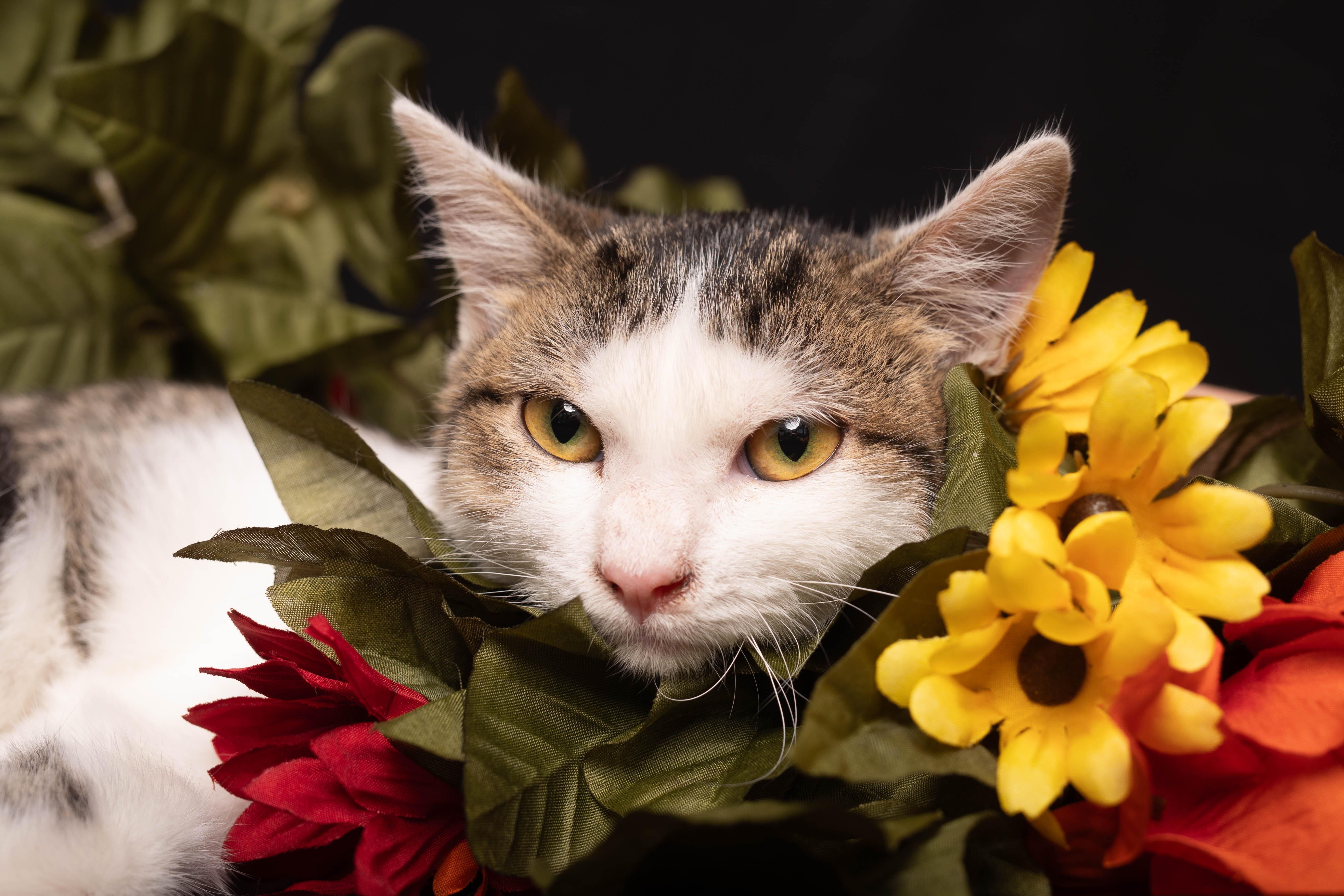 Enlarge Rumi, a Adoptable Domestic Short Hair in Eureka Springs, AR image 3/6