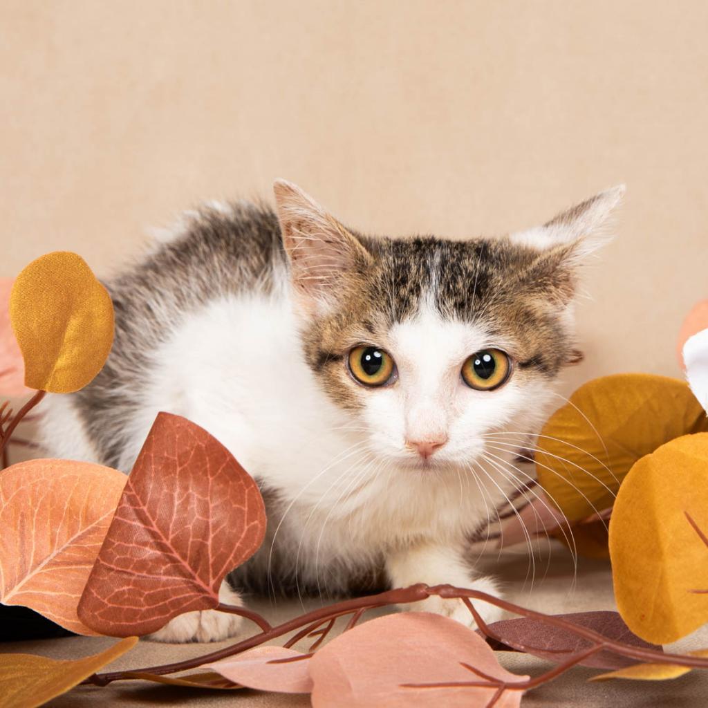 Enlarge Rumi, a Adoptable Domestic Short Hair in Eureka Springs, AR image 4/6