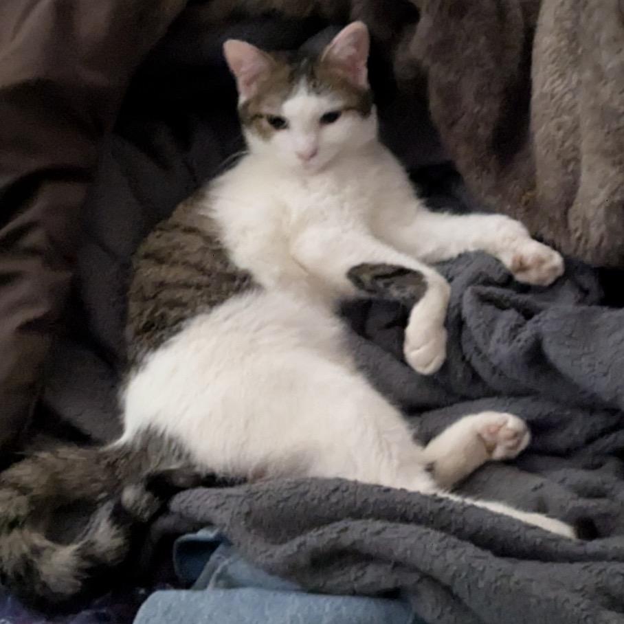 Enlarge Rumi, a Adoptable Domestic Short Hair in Eureka Springs, AR image 5/6