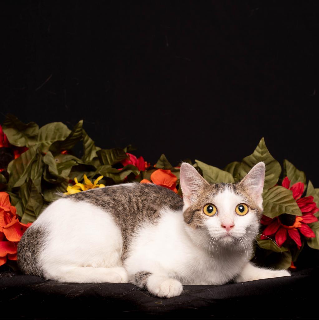 Enlarge Rumi, a Adoptable Domestic Short Hair in Eureka Springs, AR image 6/6