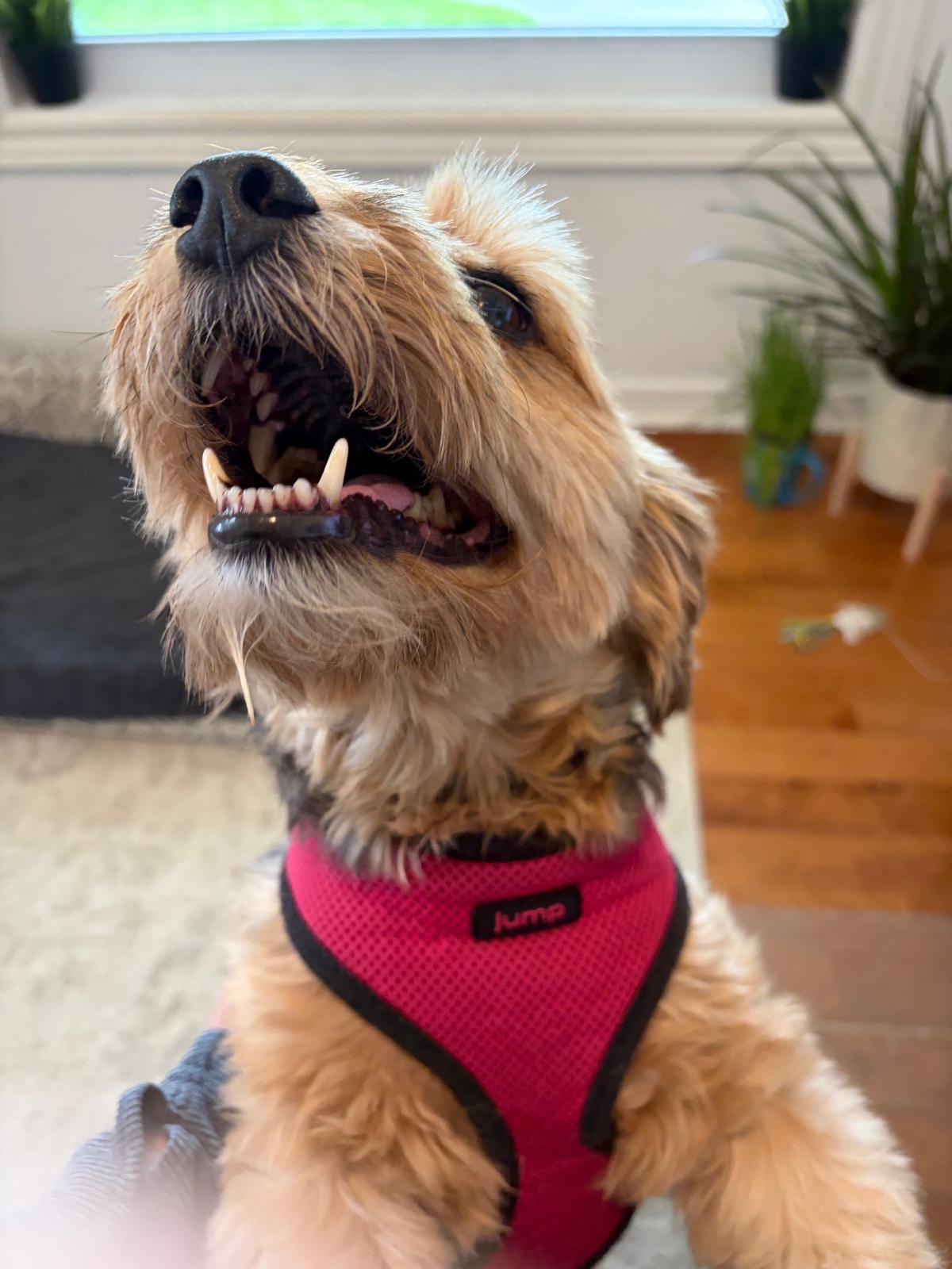 Cooper, a ADOPTABLE mixed breed in Hamilton, ON image 2/6
