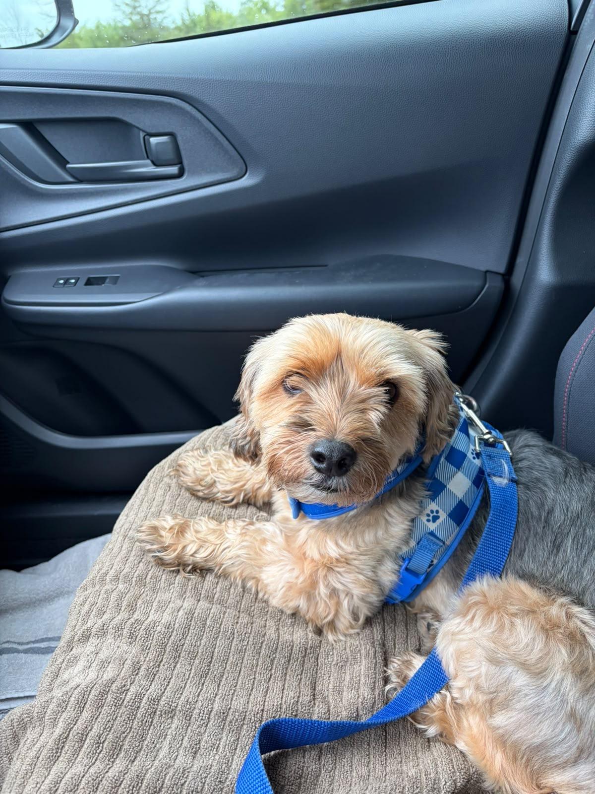 Cooper, a ADOPTABLE mixed breed in Hamilton, ON image 4/6