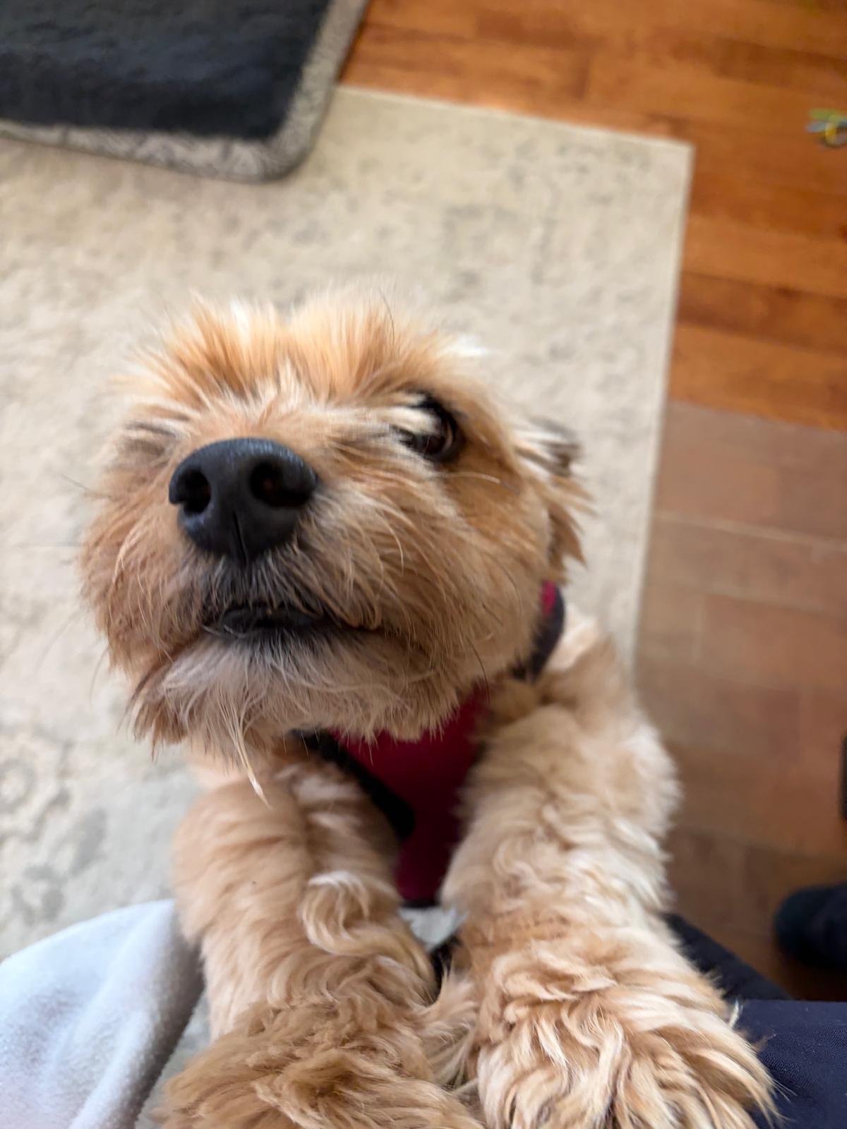 Cooper, ADOPTABLE, Adult Male Yorkshire Terrier & Jack Russell Terrier.
