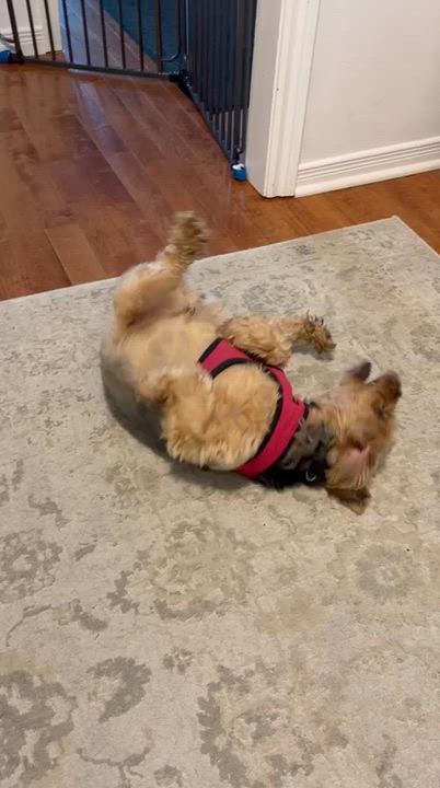Enlarge Cooper, a ADOPTABLE mixed breed in Hamilton, ON video 5/6