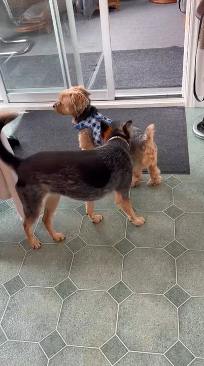 Enlarge Cooper, a ADOPTABLE mixed breed in Hamilton, ON video 3/6