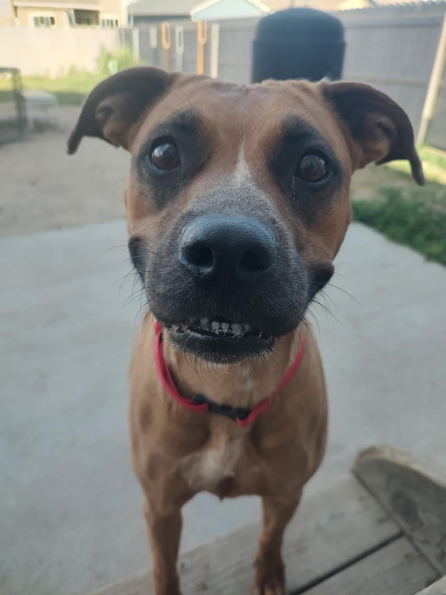 Enlarge Roo, a Adoptable Pit Bull Terrier in Colorado Springs, CO image 1/4