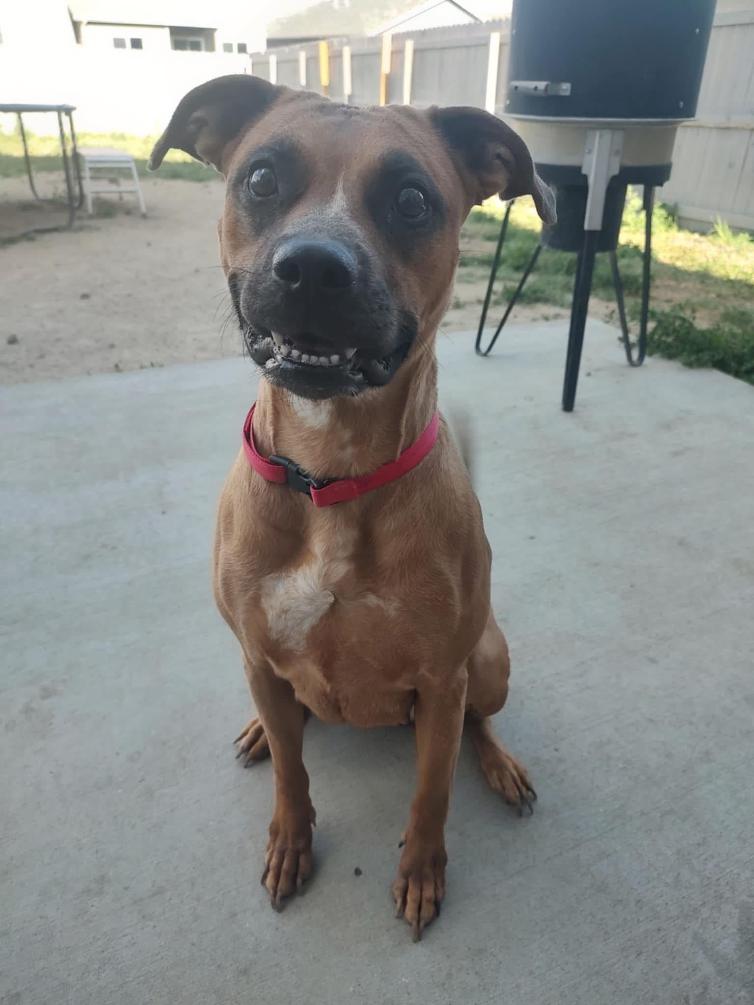 Enlarge Roo, a Adoptable Pit Bull Terrier in Colorado Springs, CO image 2/4