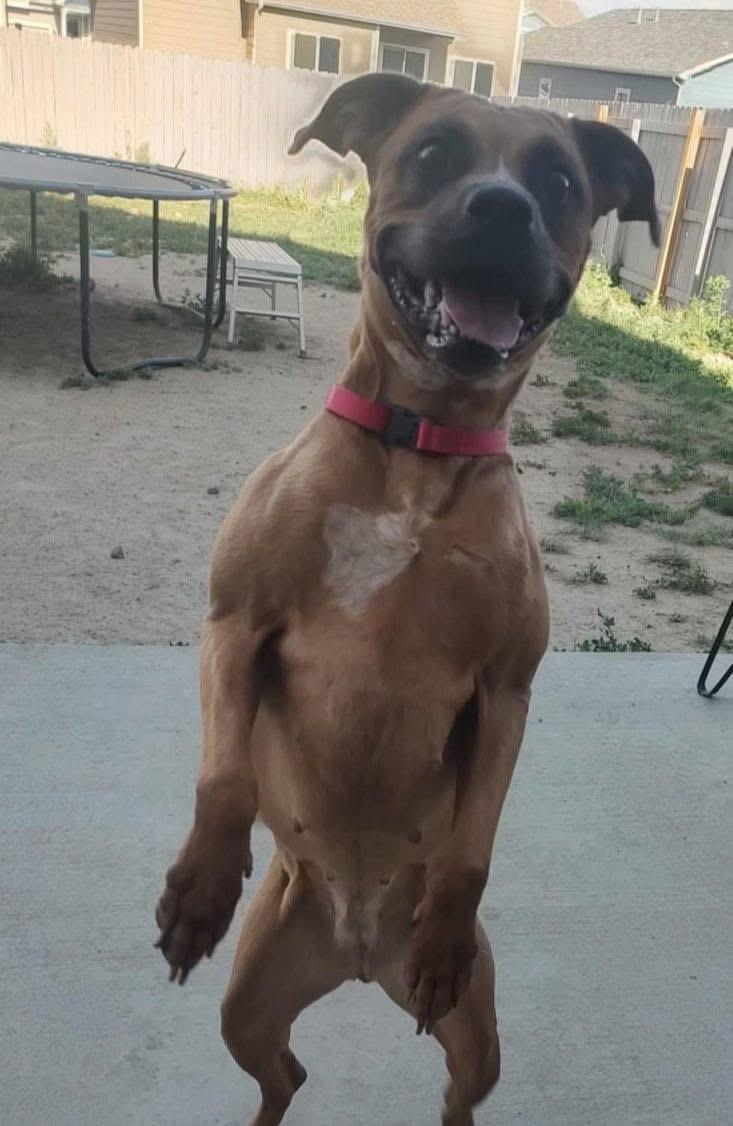 Enlarge Roo, a Adoptable Pit Bull Terrier in Colorado Springs, CO image 3/4