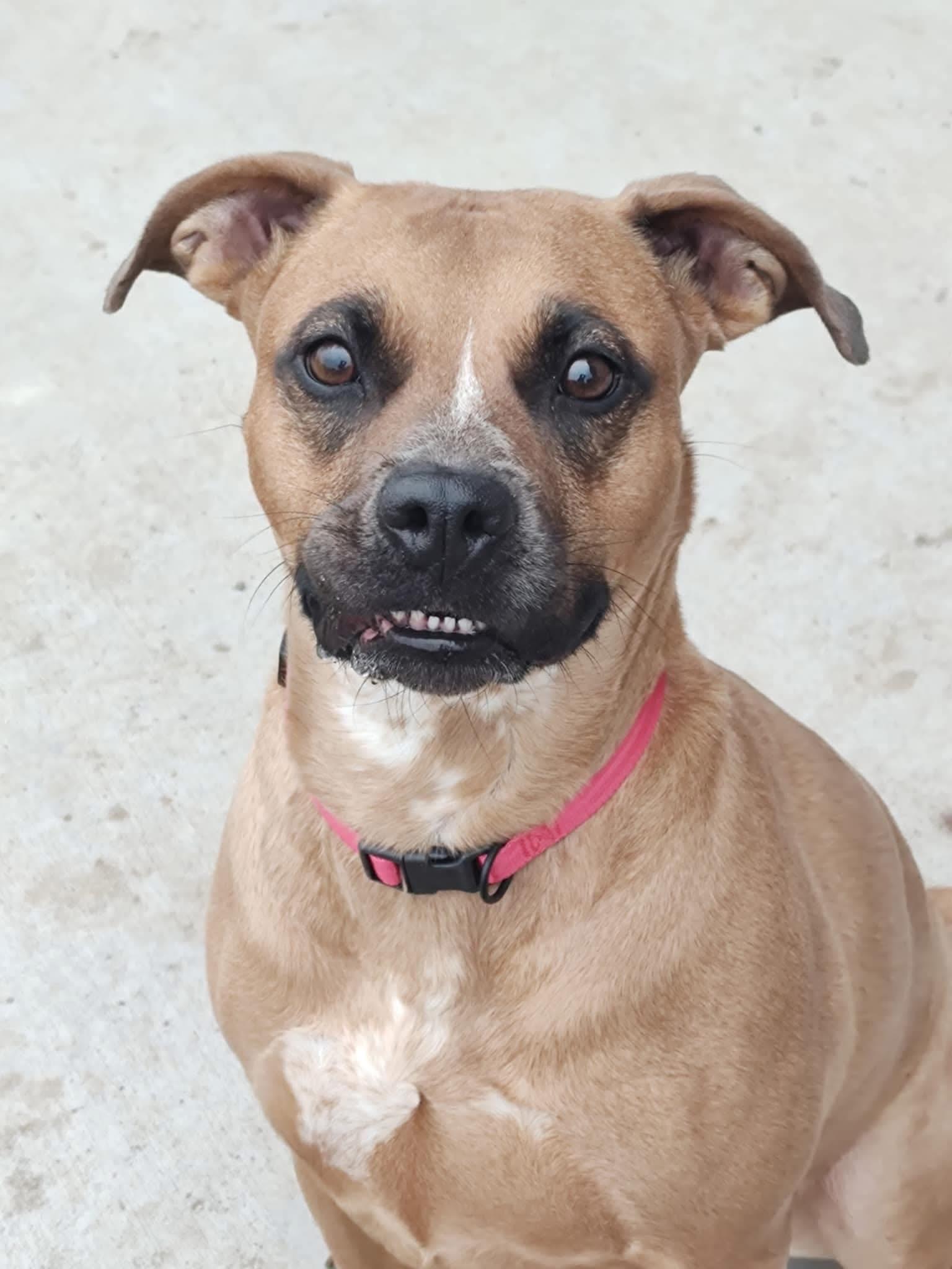 Enlarge Roo, a Adoptable Pit Bull Terrier in Colorado Springs, CO image 4/4