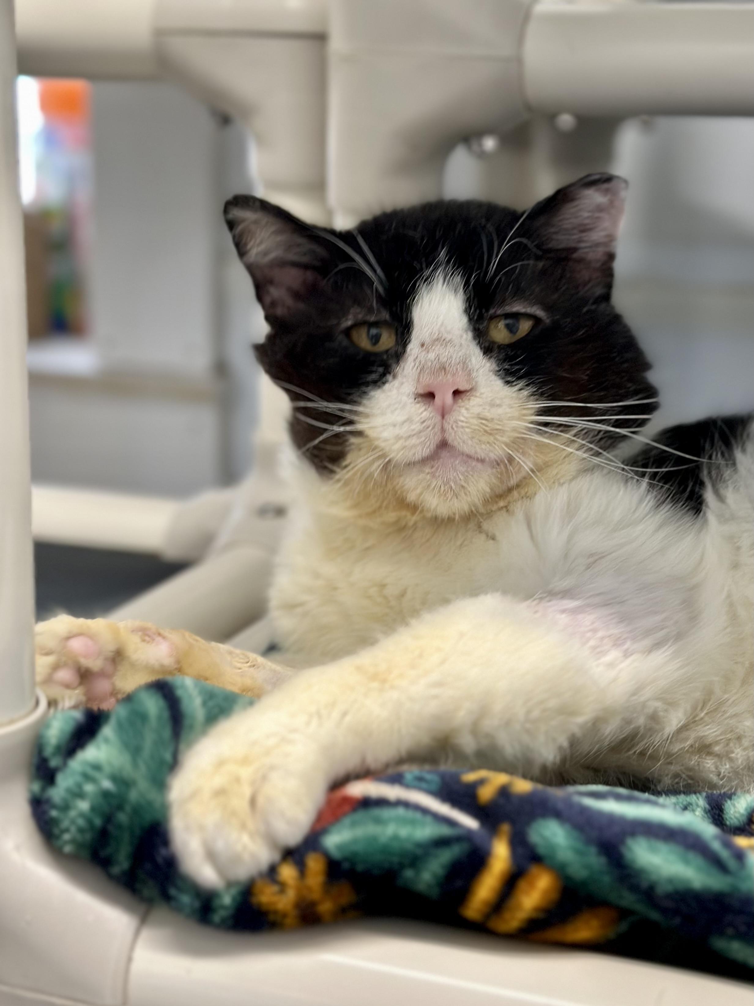 Enlarge Hawk, an adopted Domestic Short Hair in Faribault, MN image 5/5