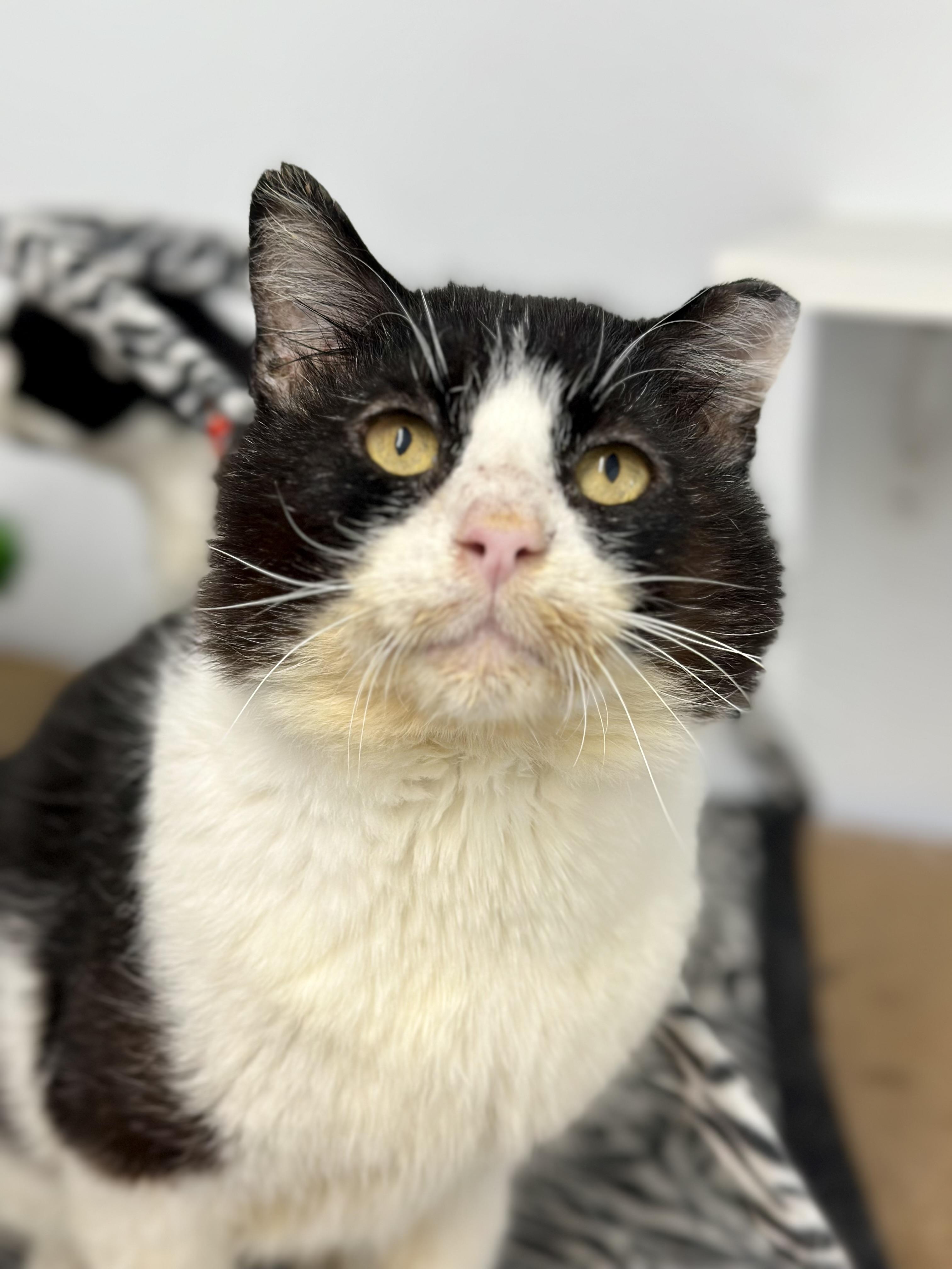Enlarge Hawk, an adopted Domestic Short Hair in Faribault, MN image 2/5