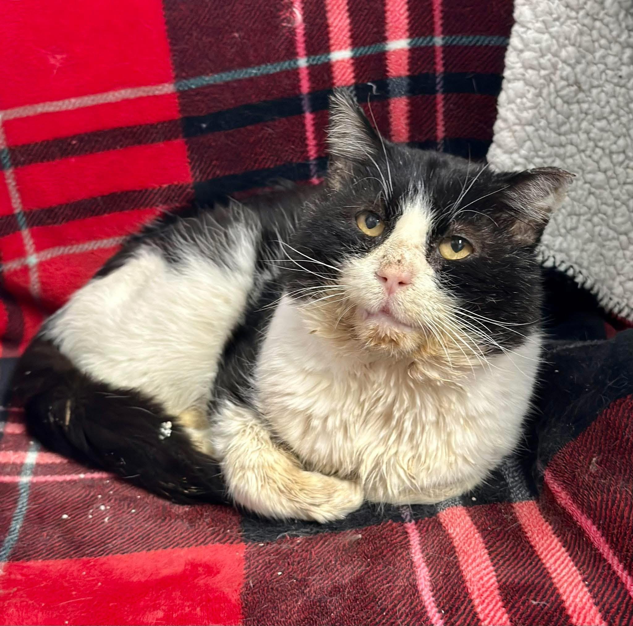 Enlarge Hawk, an adopted Domestic Short Hair in Faribault, MN image 4/5