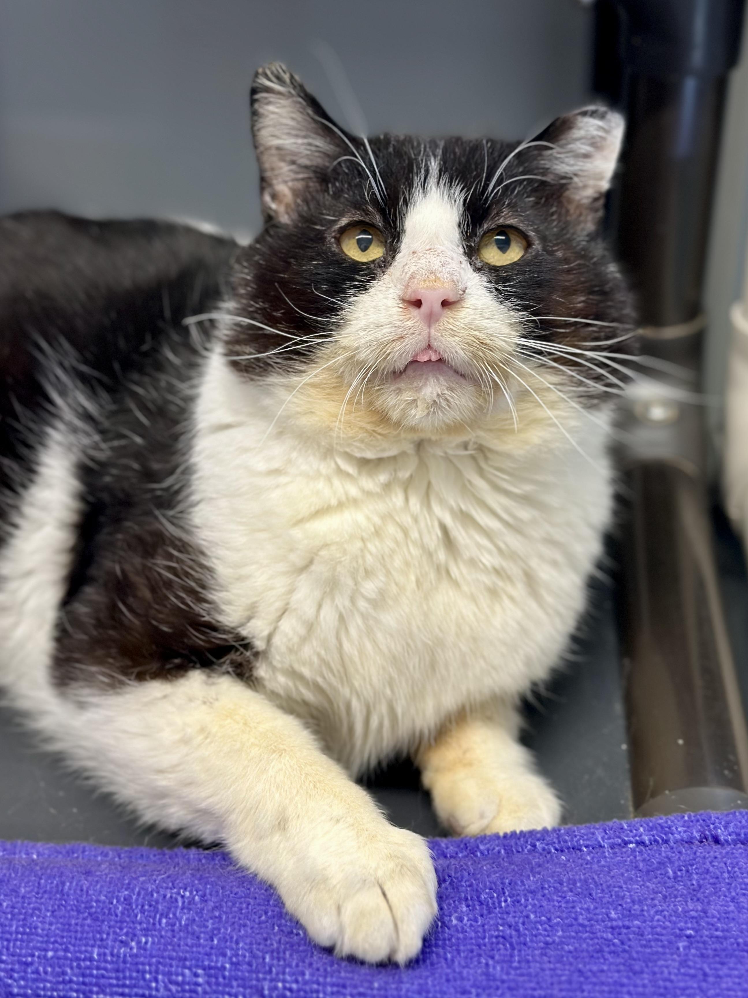 Hawk, adopted, Senior Male Domestic Short Hair.