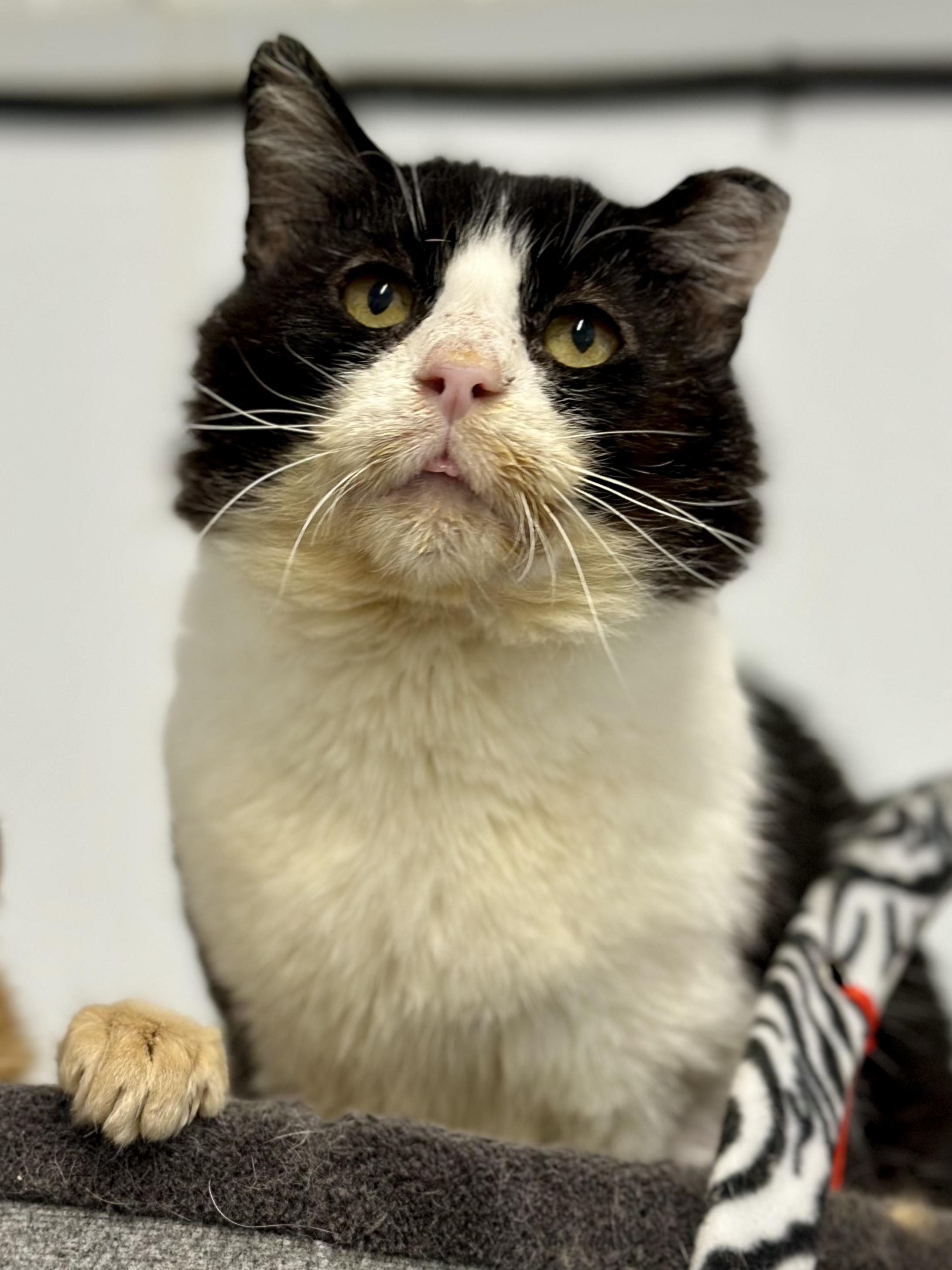 Enlarge Hawk, an adopted Domestic Short Hair in Faribault, MN image 3/5