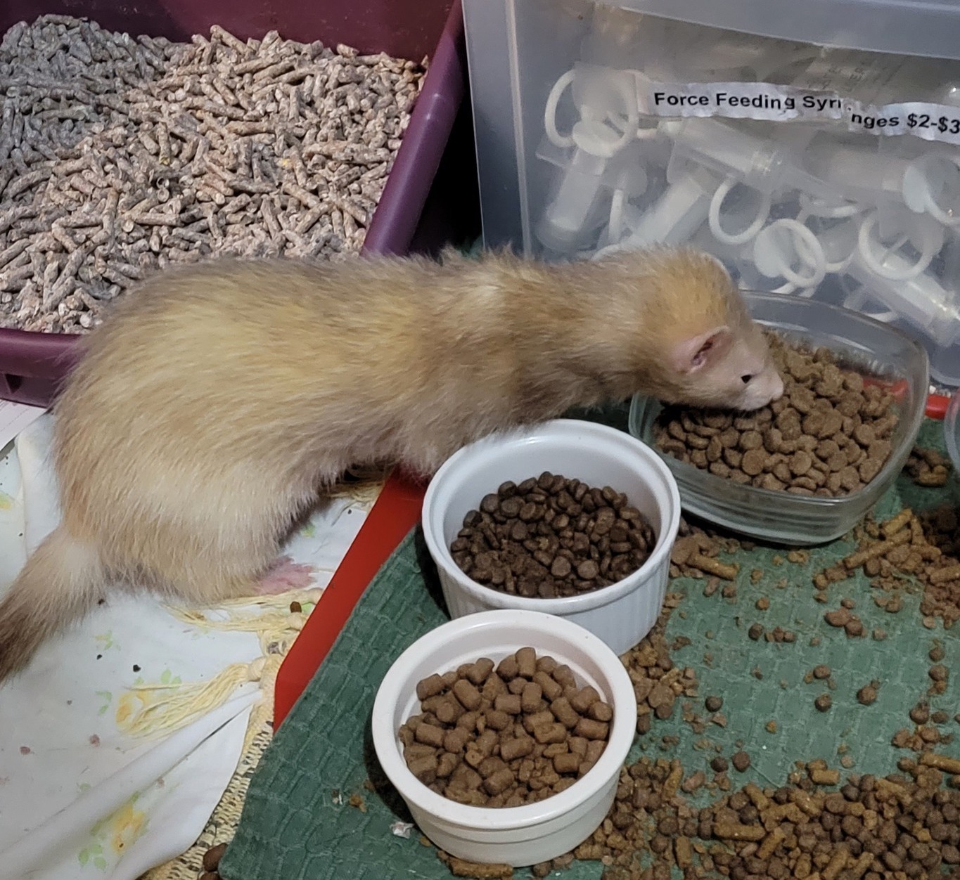 Parker, Adult Male unknown