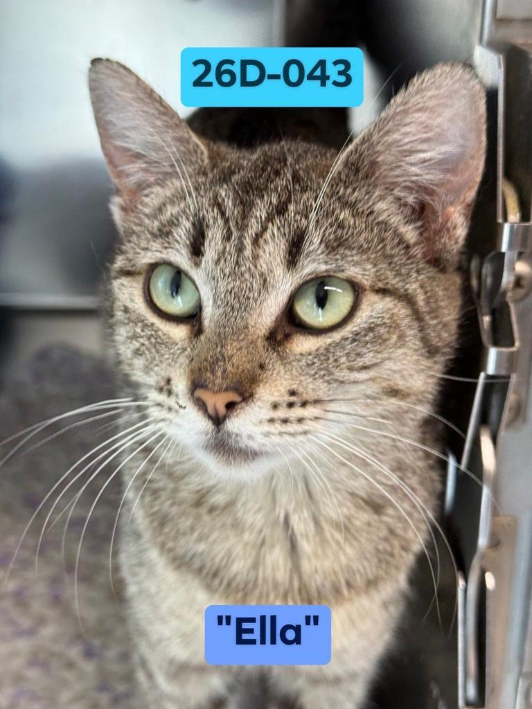 Ella, Adoptable, Young Female Domestic Short Hair.
