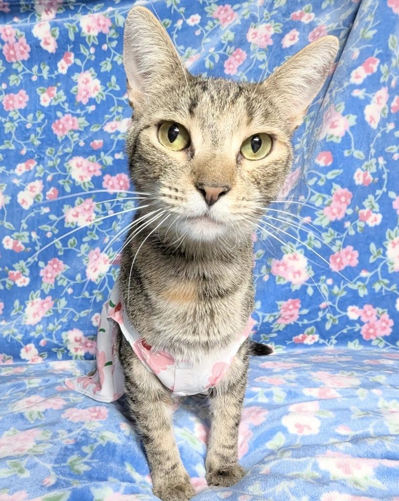 Ella, a Adoptable mixed breed in Ontario, OR image 2/2