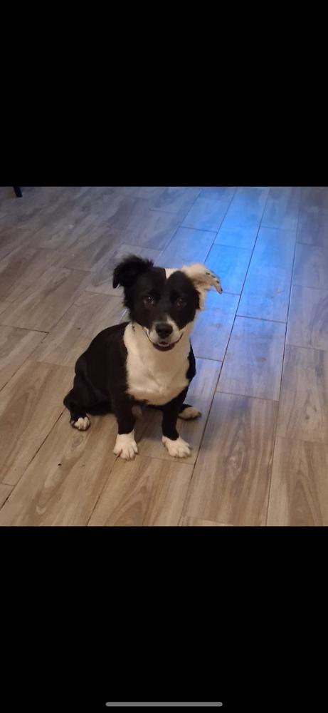 Enlarge Ace, a Adoptable mixed breed in New Braunfels, TX image 1/1