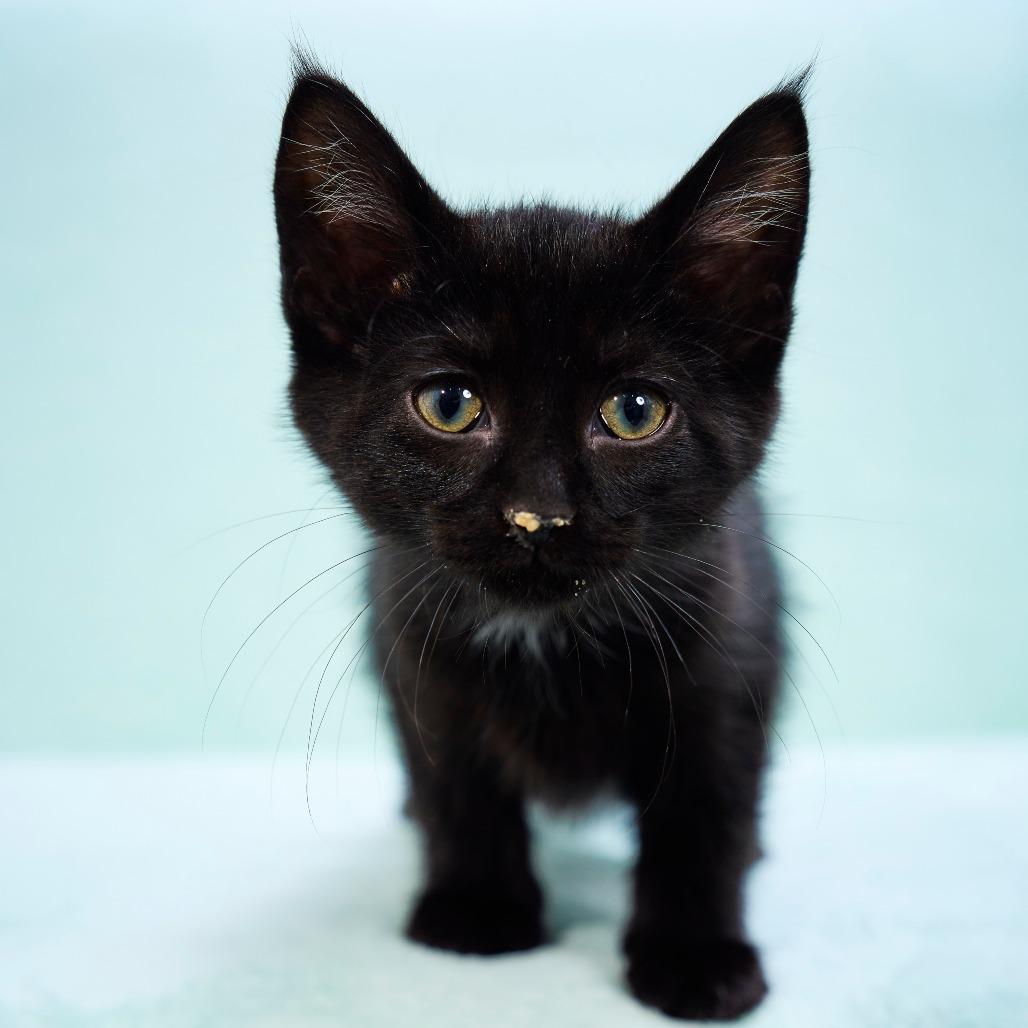 Enlarge Tavi, a Adoptable Domestic Short Hair in Chaska, MN image 1/3