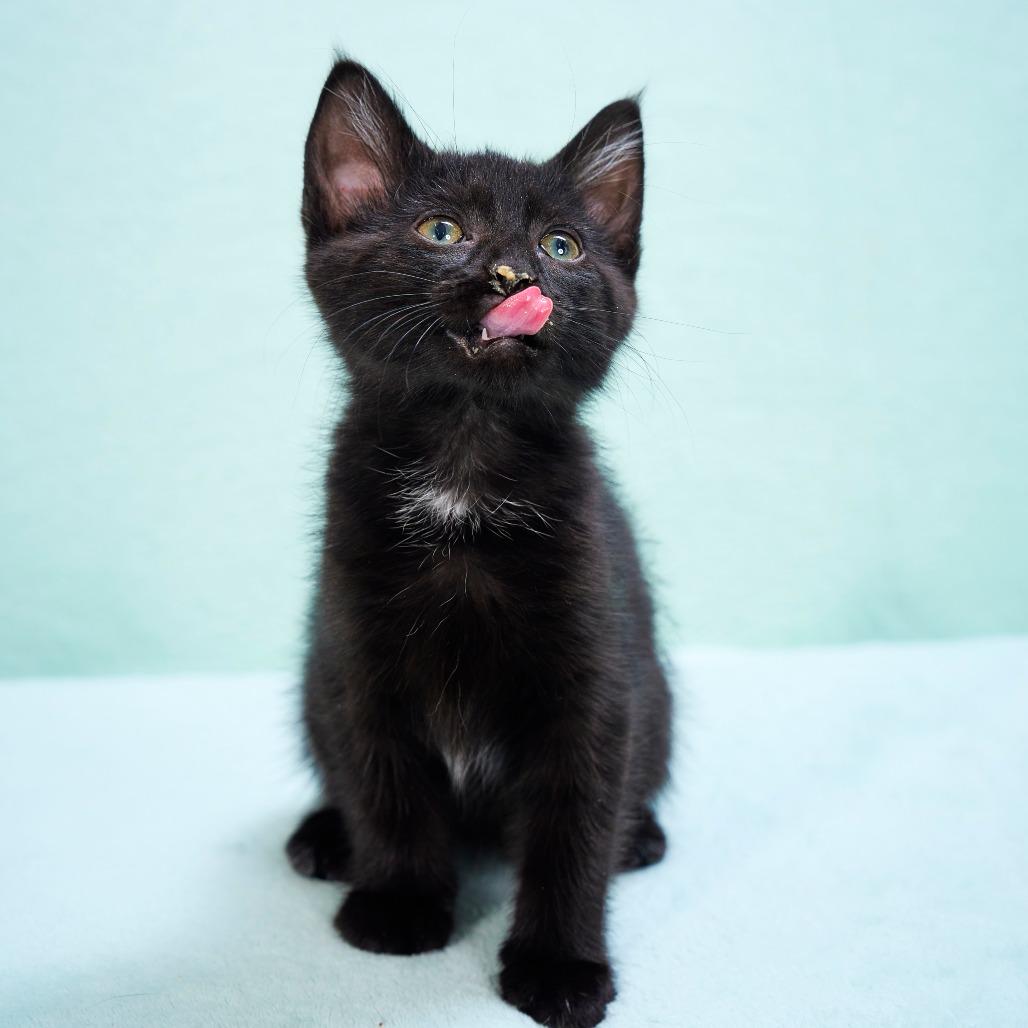 Enlarge Tavi, a Adoptable Domestic Short Hair in Chaska, MN image 2/3