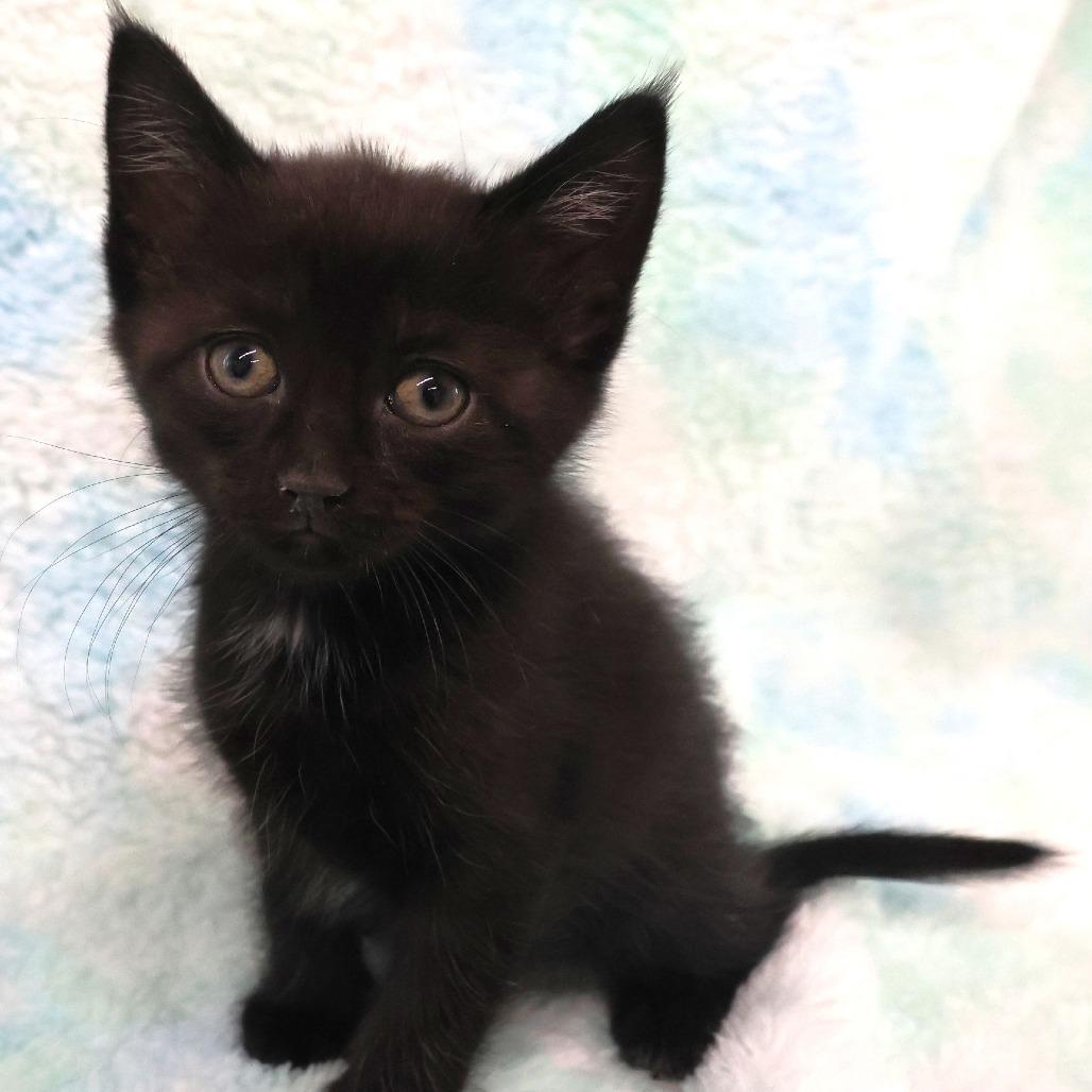 Enlarge Tavi, a Adoptable Domestic Short Hair in Chaska, MN image 3/3