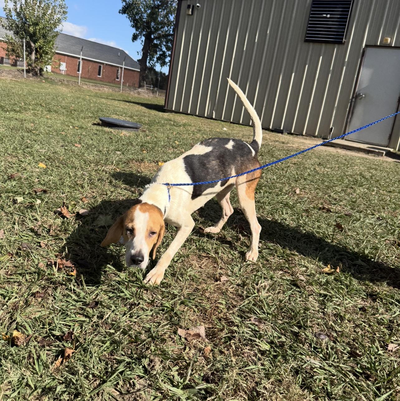 Blue — From Broken to Beautiful, an adoptable Hound in Oconto, WI, 54153 | Photo Image 1