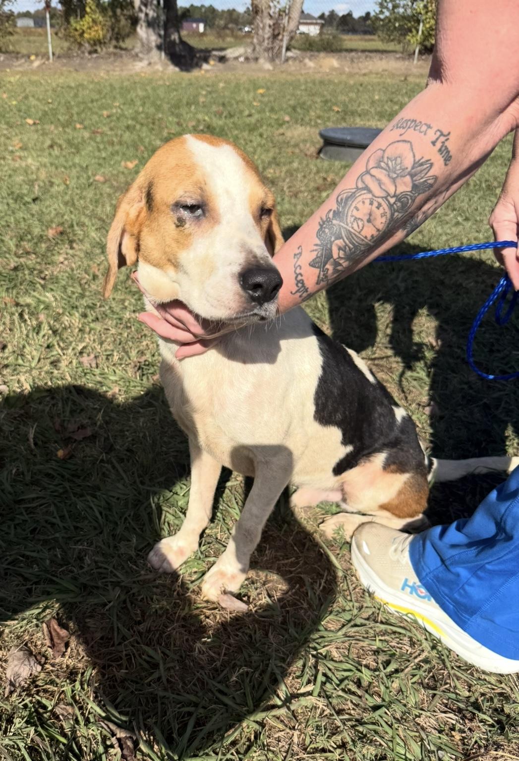Blue — From Broken to Beautiful, an adoptable Hound in Oconto, WI, 54153 | Photo Image 2