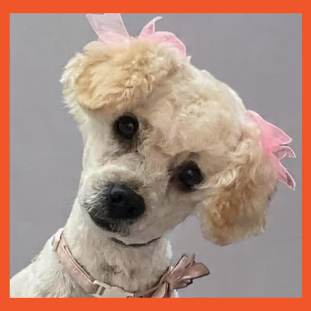 Enlarge Isabella, an adopted Miniature Poodle in San Francisco, CA image 1/1