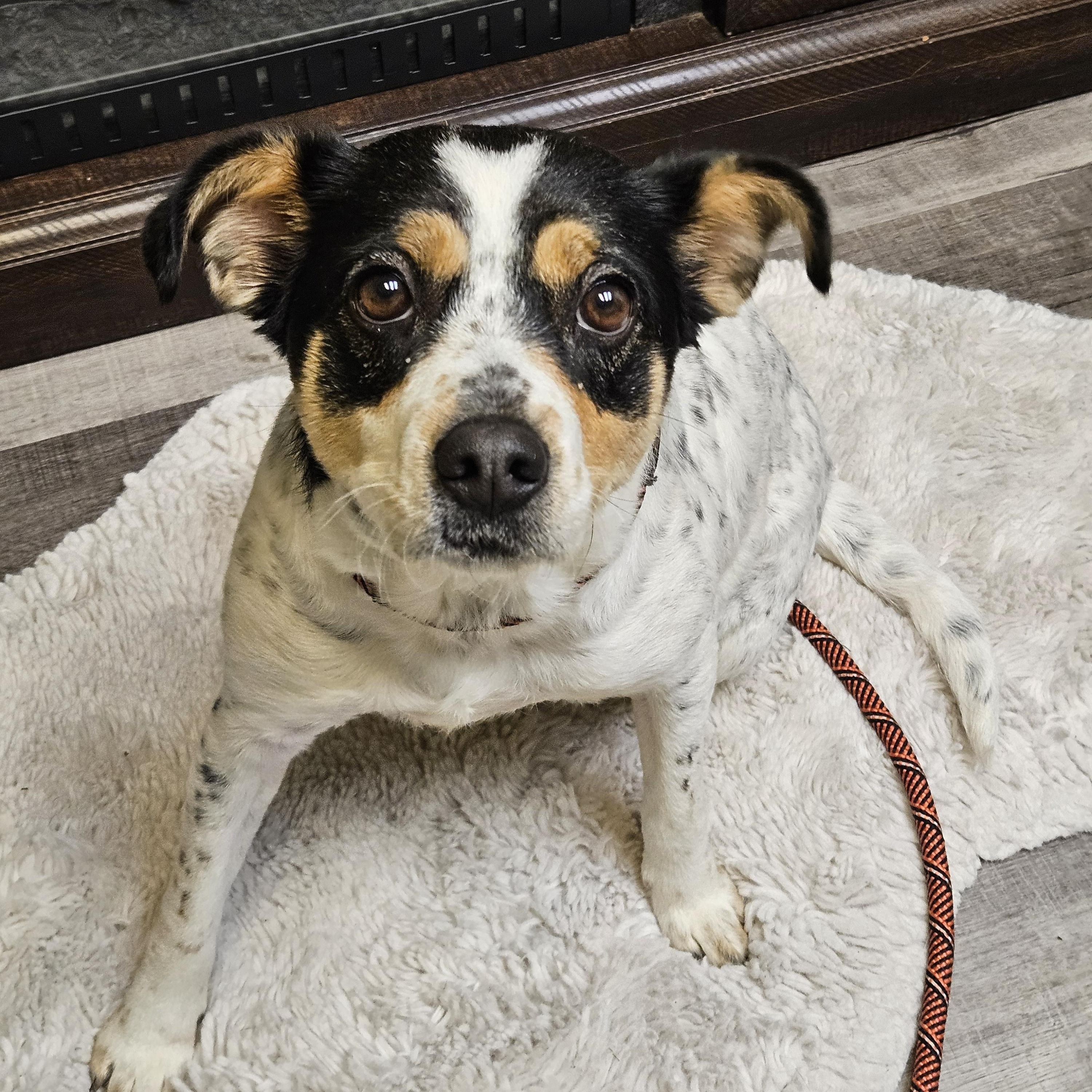 SKYE $375, Adoptable, Adult Female Australian Shepherd.