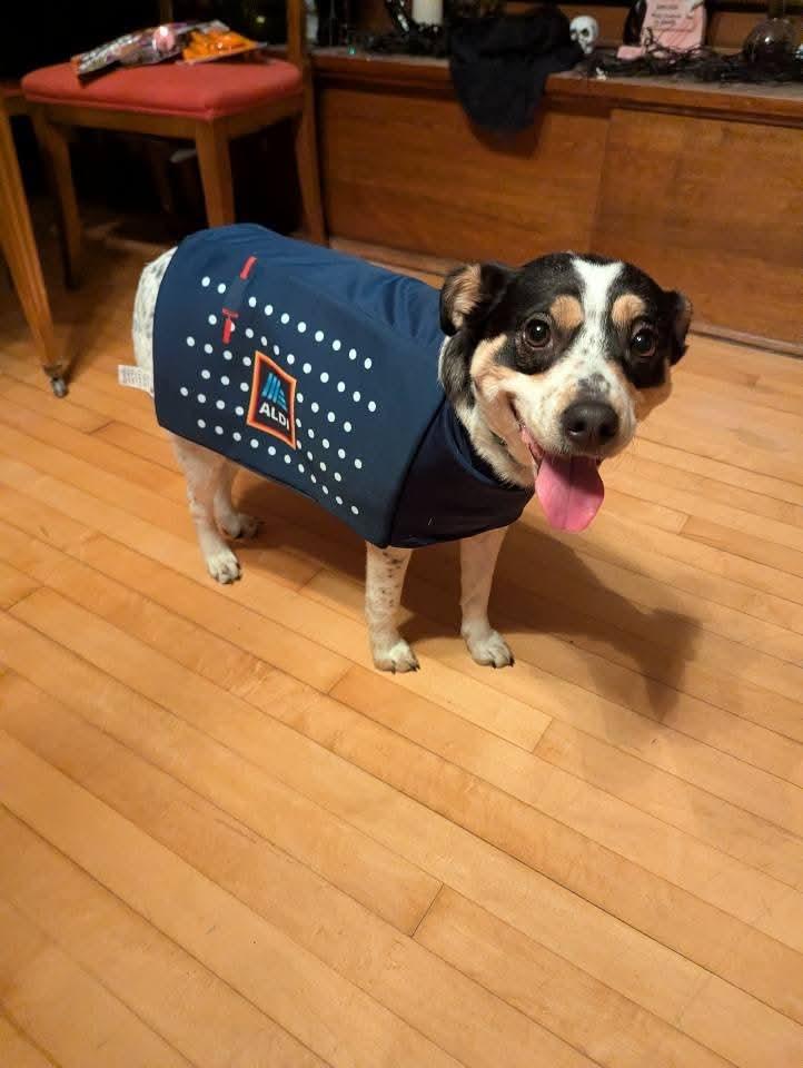 SKYE $375, a Adoptable mixed breed in Milwaukee, WI image 2/5