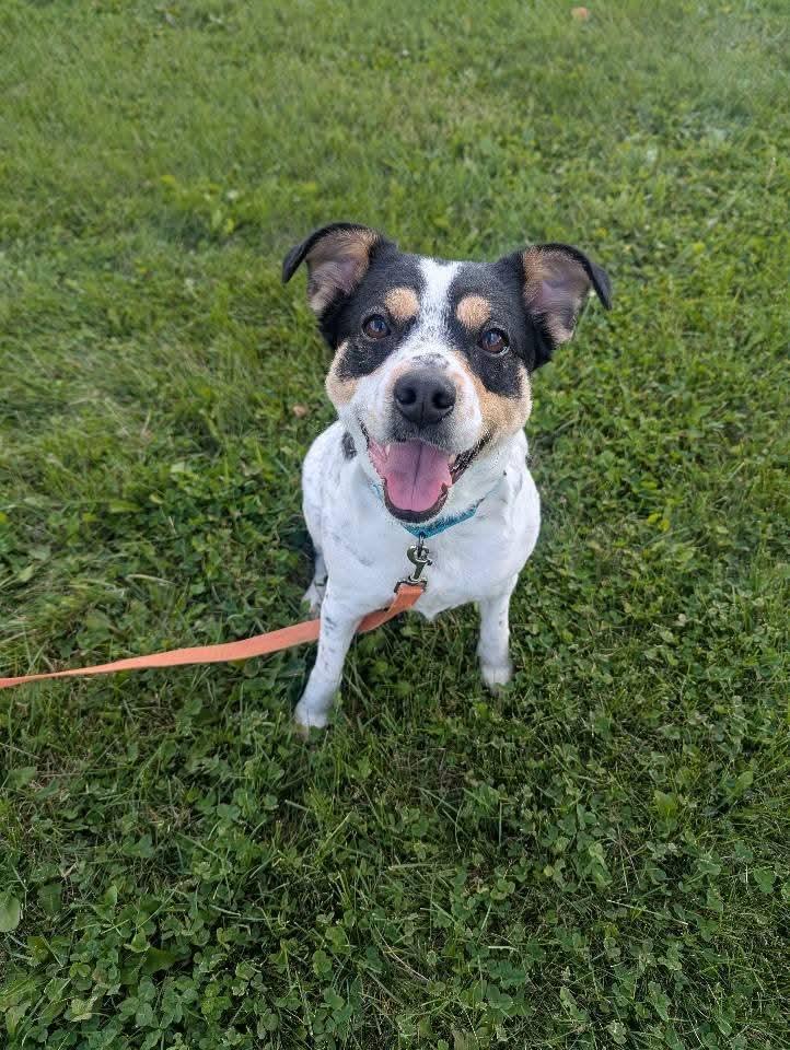 SKYE $375, a Adoptable mixed breed in Milwaukee, WI image 1/5