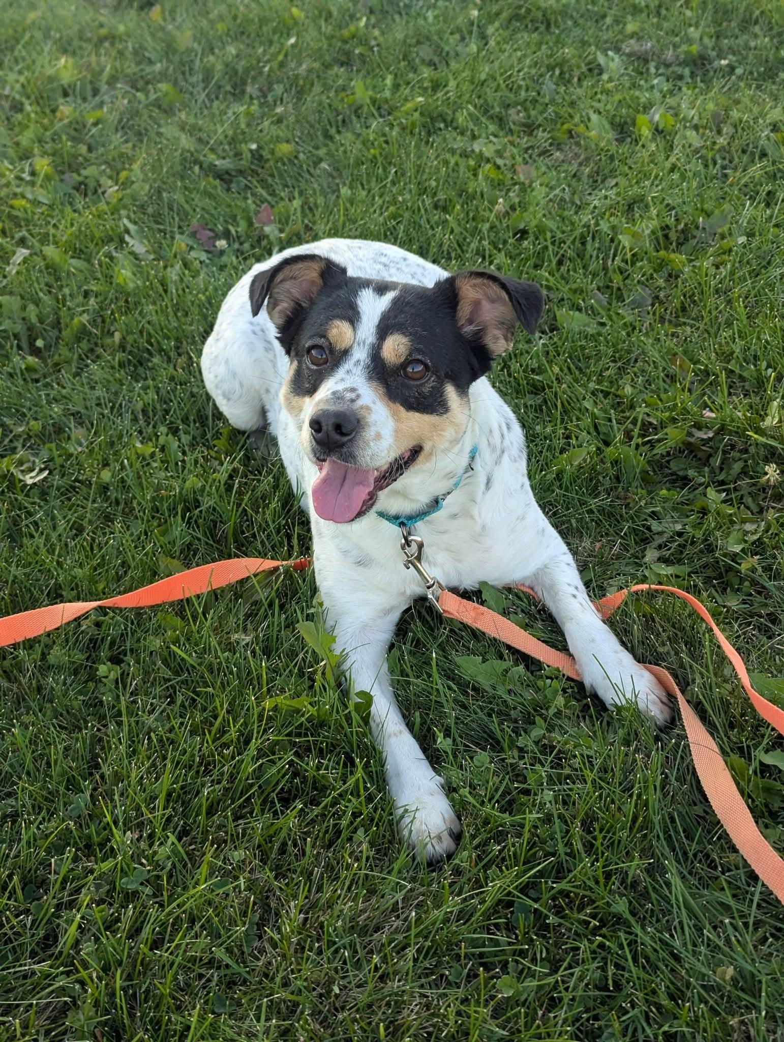 SKYE $375, a Adoptable mixed breed in Milwaukee, WI image 4/5