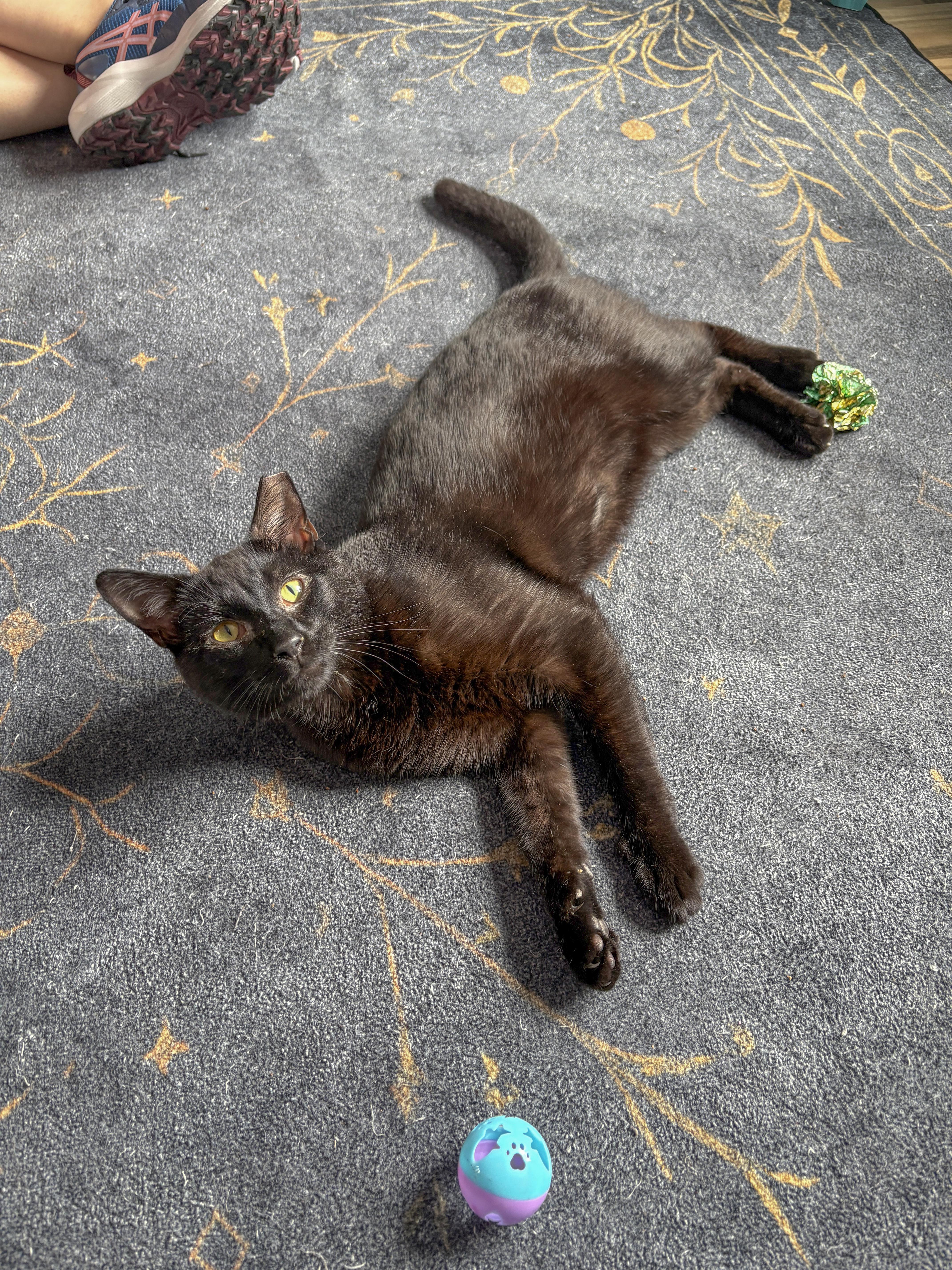 Pets for adoption from Binx's Home for Black Cats, Co. | Petfinder